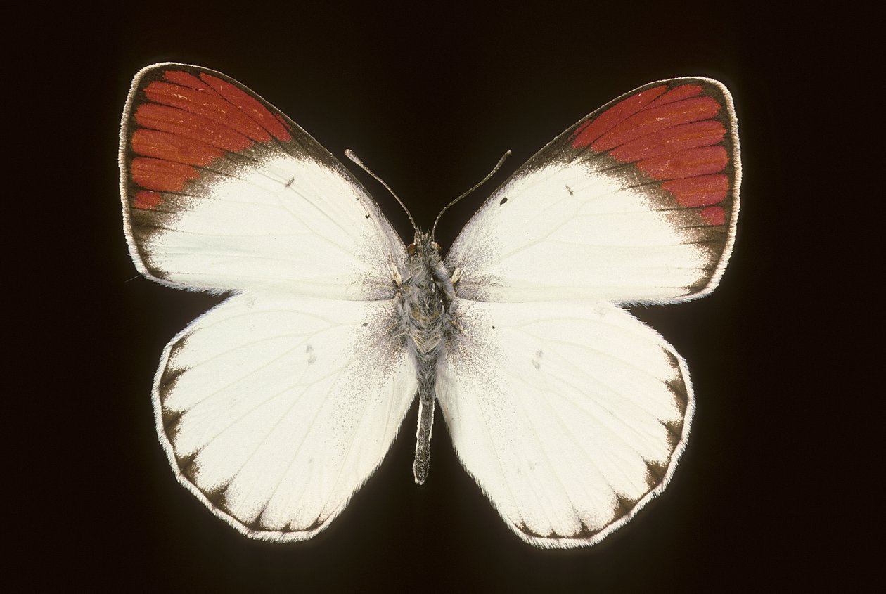 Colotis danae/Crimson av Augustus Kollner