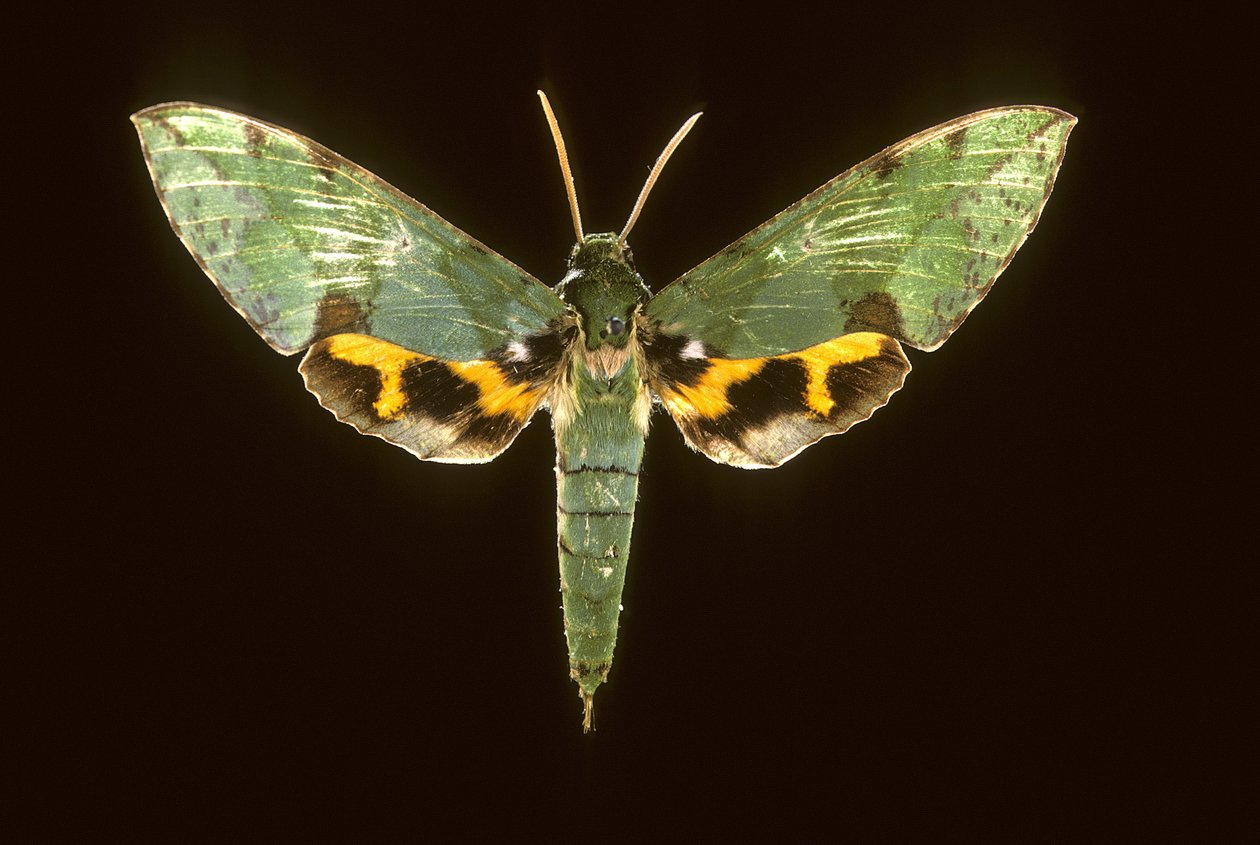 Euchloron megaera/Sphinx grön av Augustus Kollner