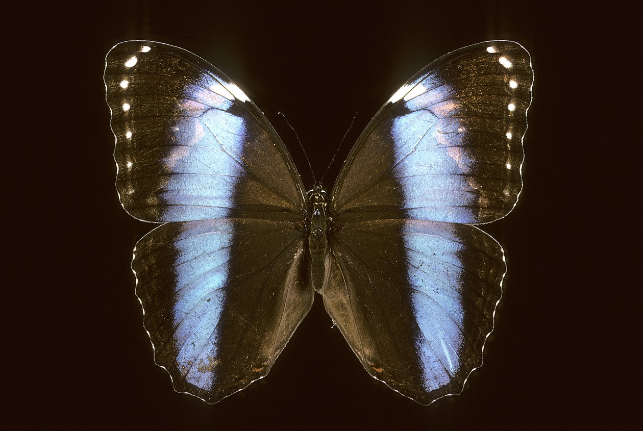 Morpho achilles/hane av Augustus Kollner