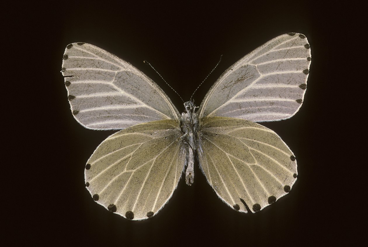 Mylothris humblot av Augustus Kollner