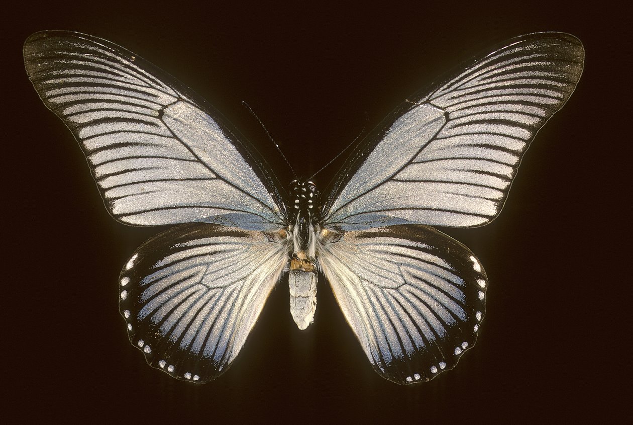 Papilio zalmoxis/Segelbåt blå av Augustus Kollner