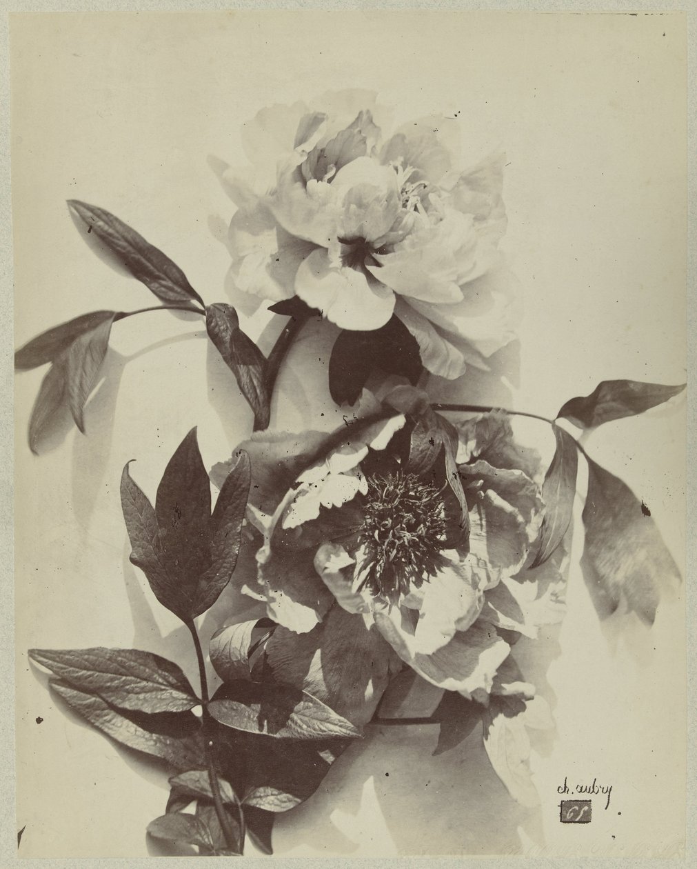 Blomsterstilleben med pioner av Charles Hippolyte Aubry