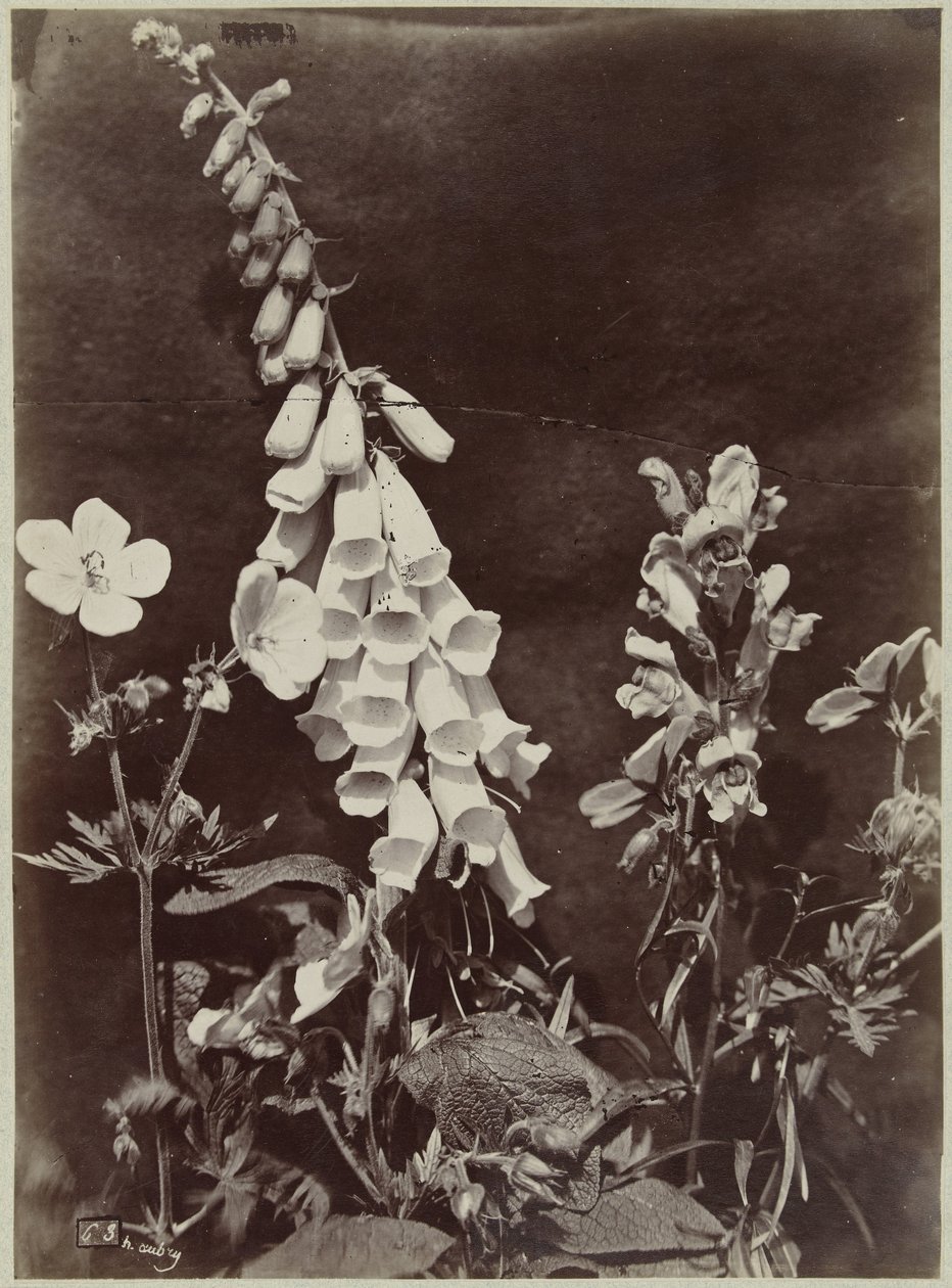 Blomma stilleben med fingerborgshandske av Charles Hippolyte Aubry