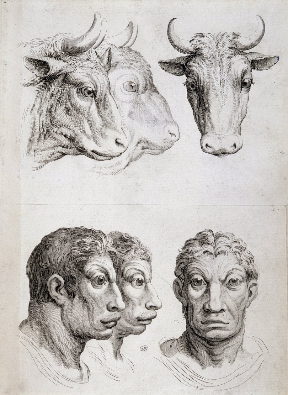 Jämförelse män/boskap av Charles Le Brun