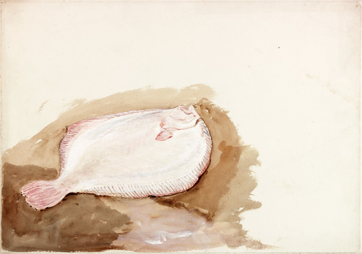 Studie av en platt fisk (kroppsfärg) av Charles Napier Hemy