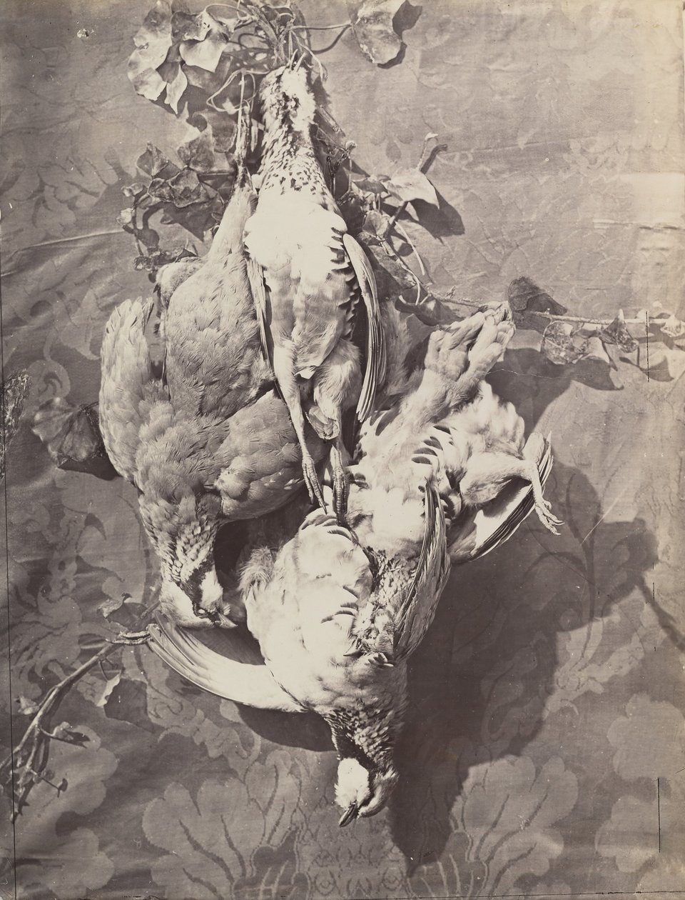 [Stilleben med viltfåglar], 1859. av Charles Nègre