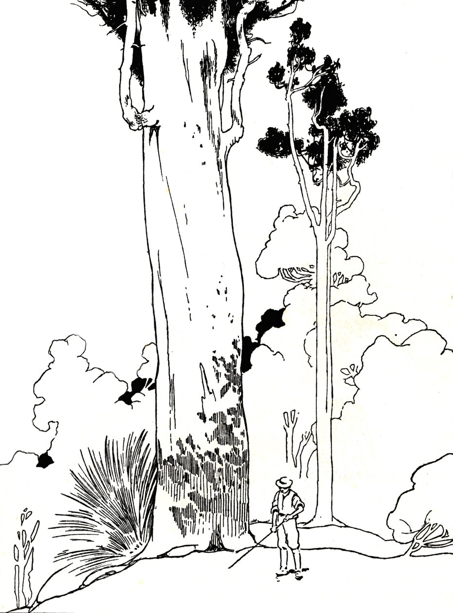 Ett Kauri-träd, 1912 av Charles Robinson