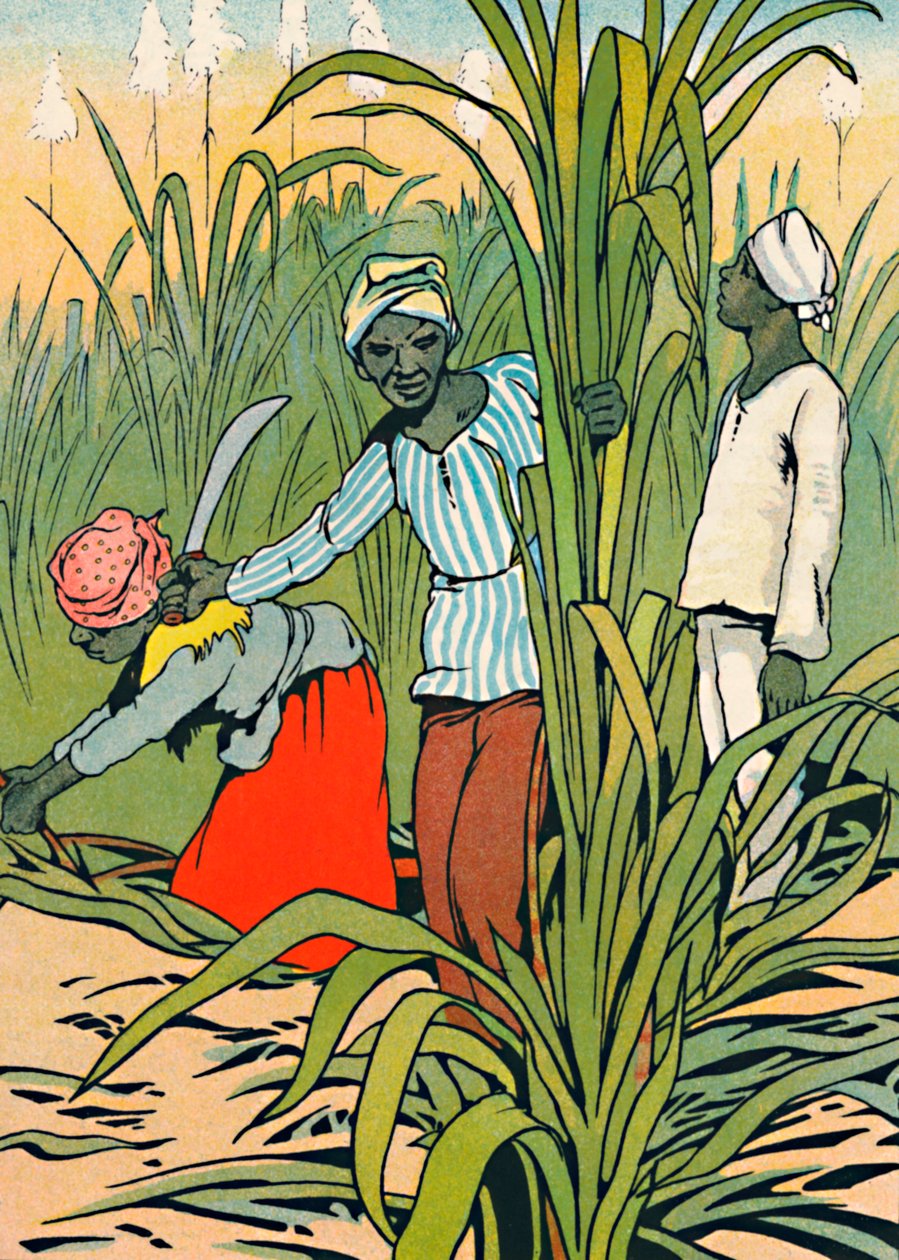 At Work Among The Sugar-Canes, 1912 av Charles Robinson
