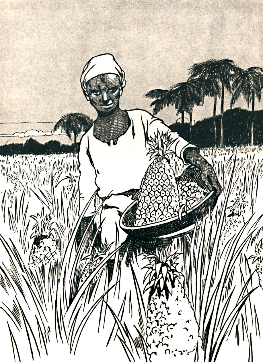 Samla ananas, 1912 av Charles Robinson