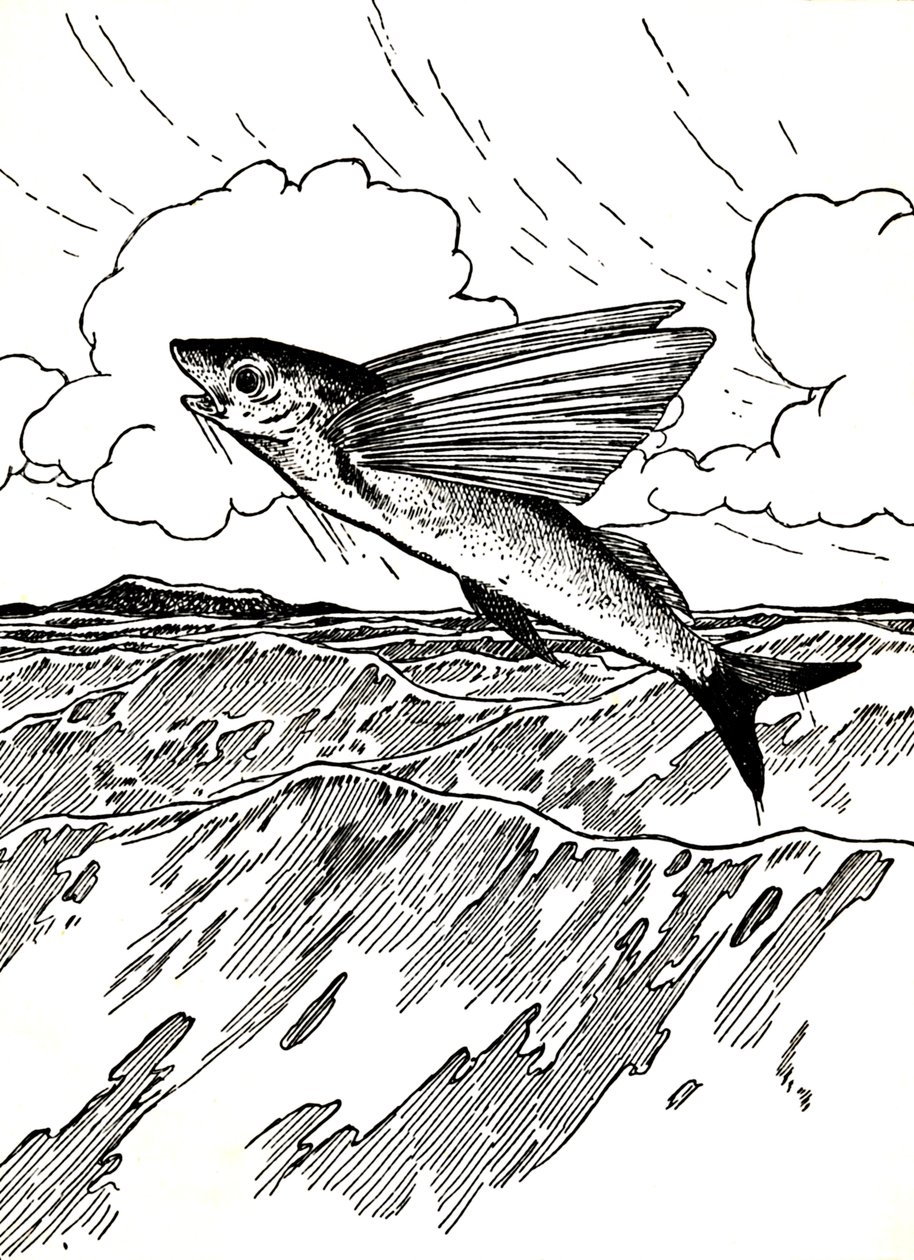 Flygfisken, 1912 av Charles Robinson