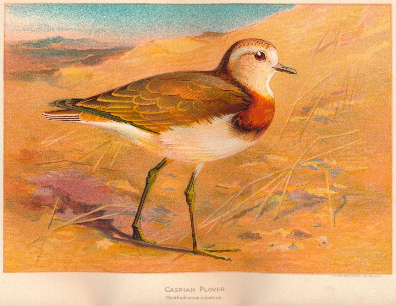 Kaspisk plöver Ochthodromus asiaticus, 1900, 1900 av Charles Whymper