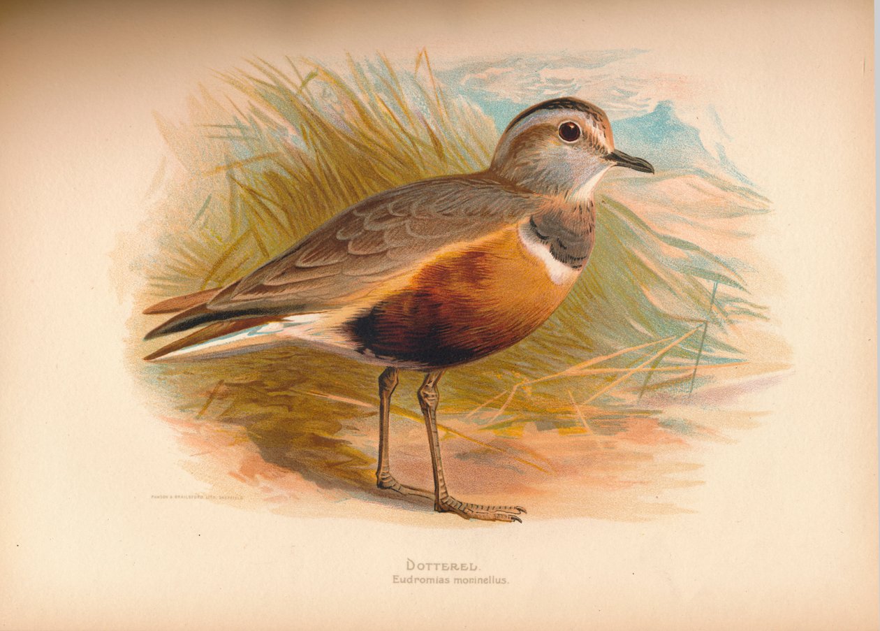 Dotterel Eabhasias morinellus, 1900, 1900 av Charles Whymper