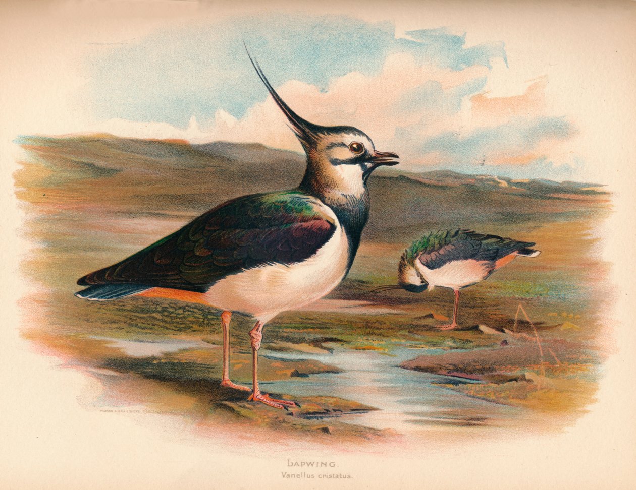Vipa Vanellus cristacus, 1900, 1900 av Charles Whymper