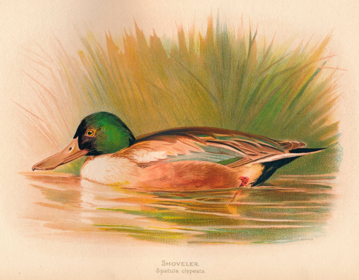 Shoveler Spatula clypeata, 1900, 1900 av Charles Whymper