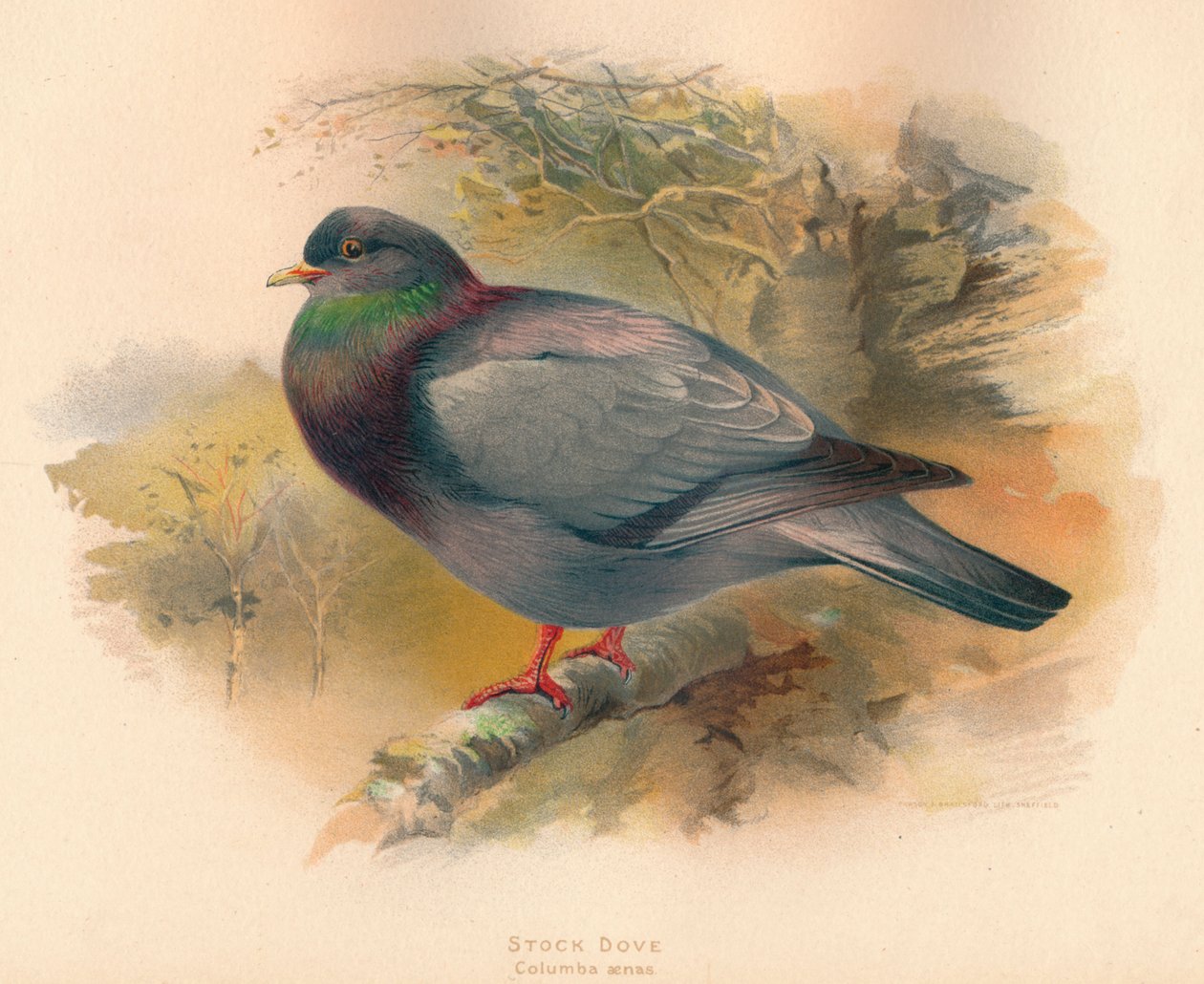 Stockduva Columba aenas, 1900, 1900 av Charles Whymper