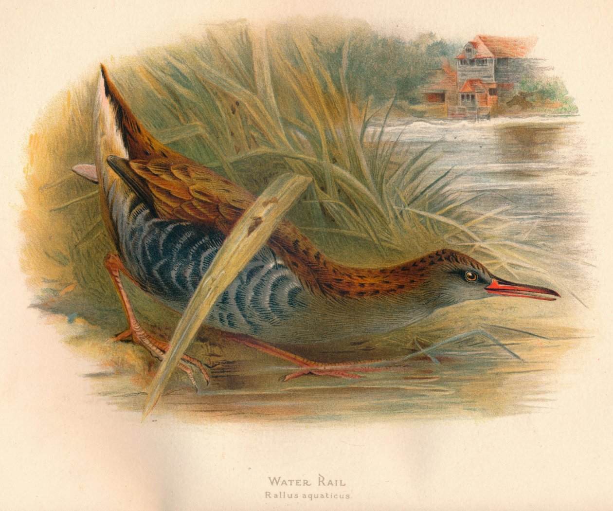 Vattenräls Rallus aquaticus, 1900, 1900 av Charles Whymper
