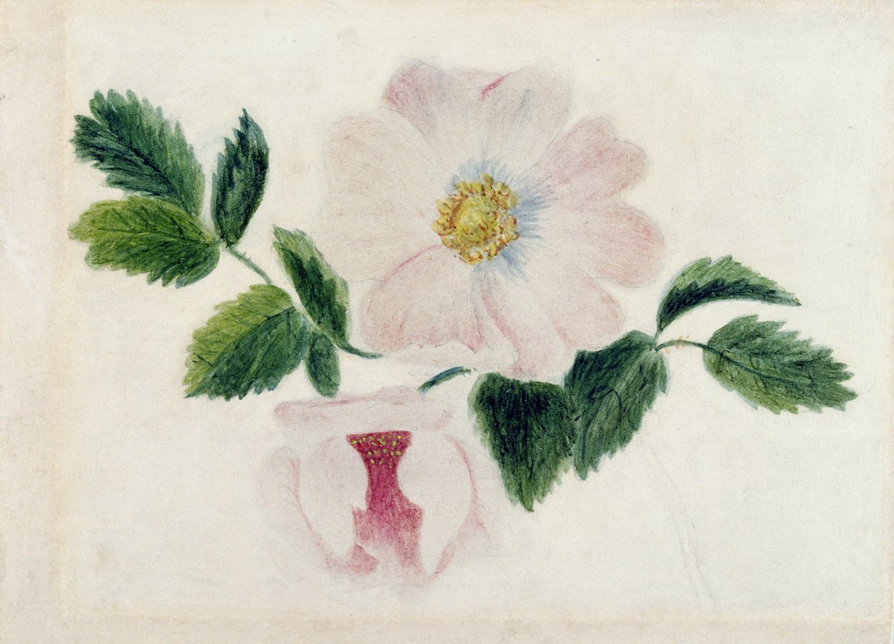 Rosa rosor (wc på papper) av Charlotte Bronte