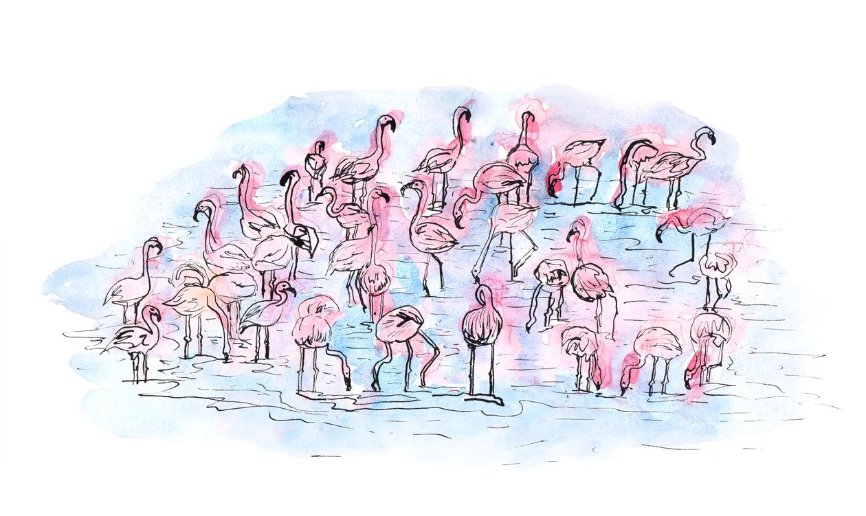 Flamingos 2, 2018 (bläck och akvarell) av Charlotte Orr