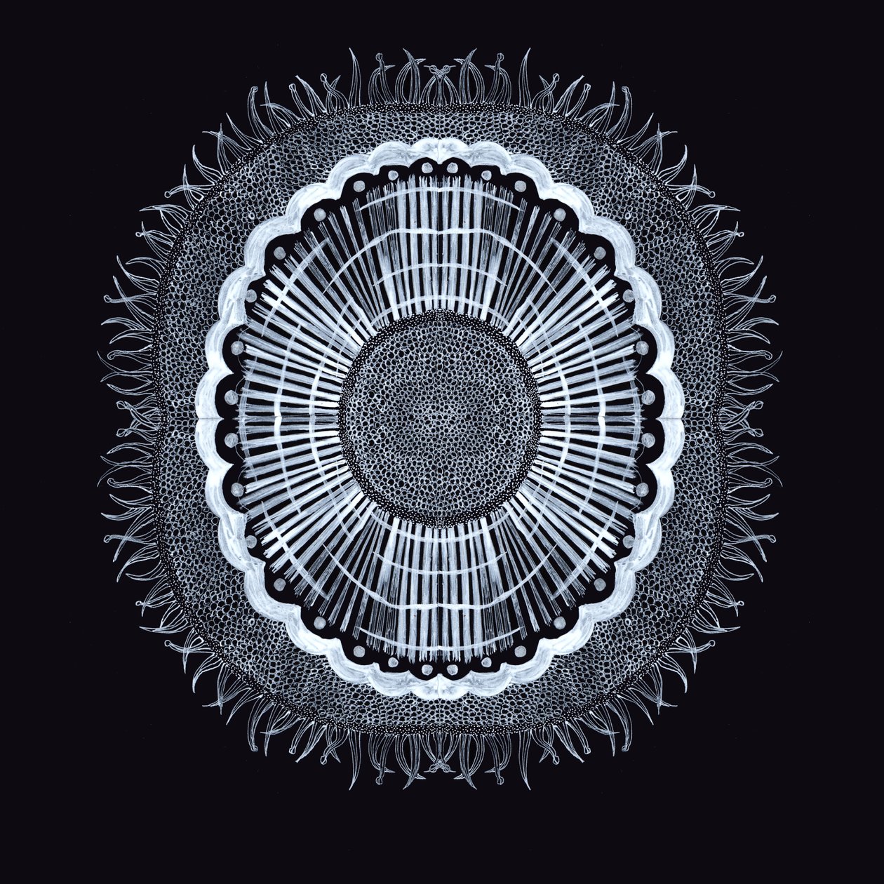Plant Cell 0.2, 2019 (penna och bläck) av Charlotte Orr