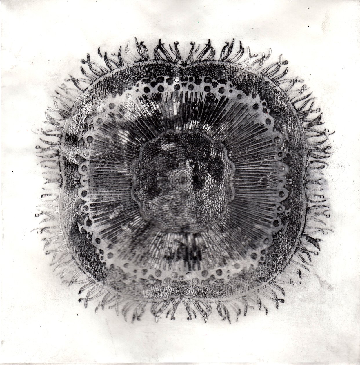 Plant Cells, 2019 (torrpunktsetsning) av Charlotte Orr