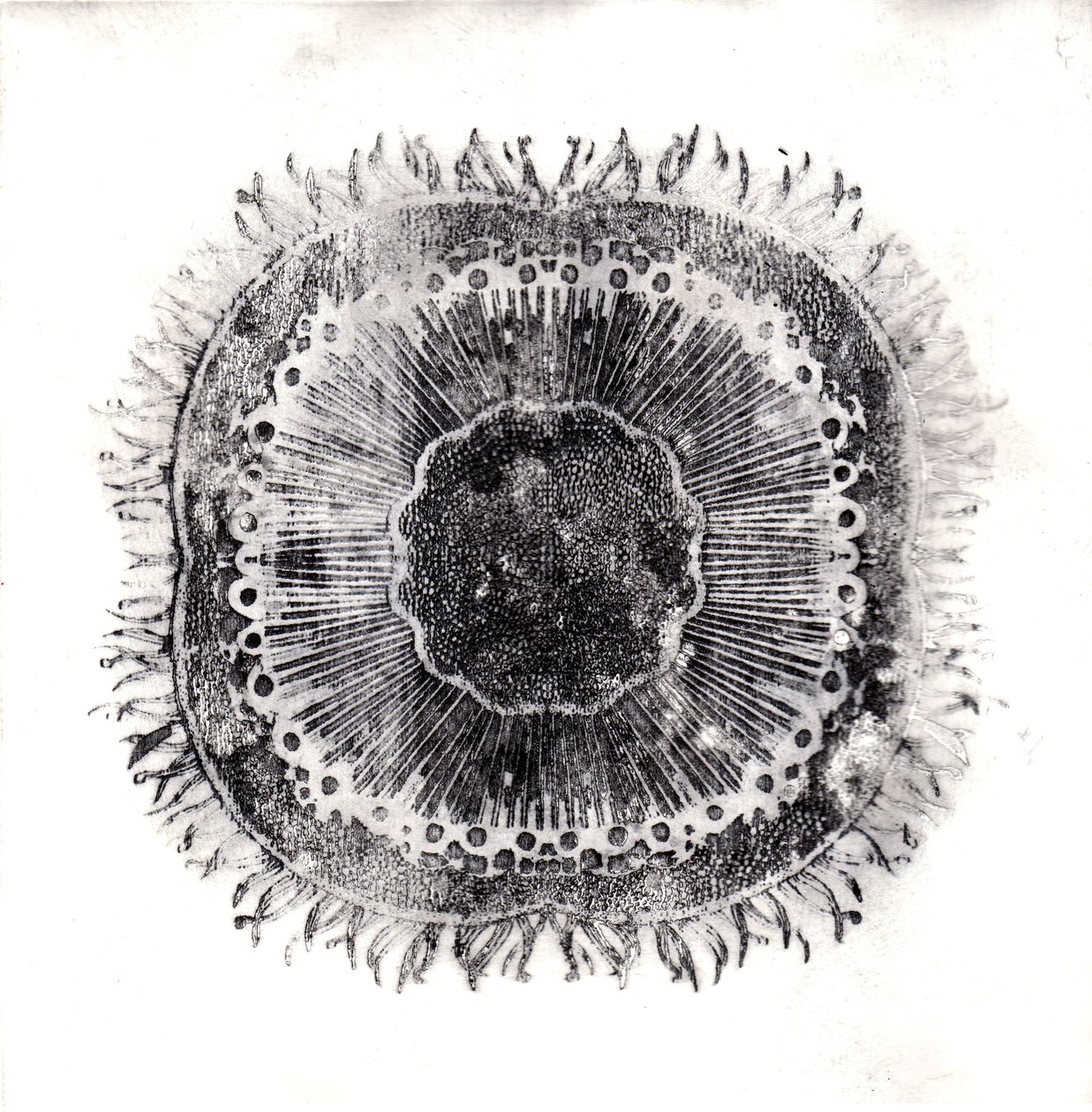 Plant Cells, 2019 (torrpunktsetsning) av Charlotte Orr