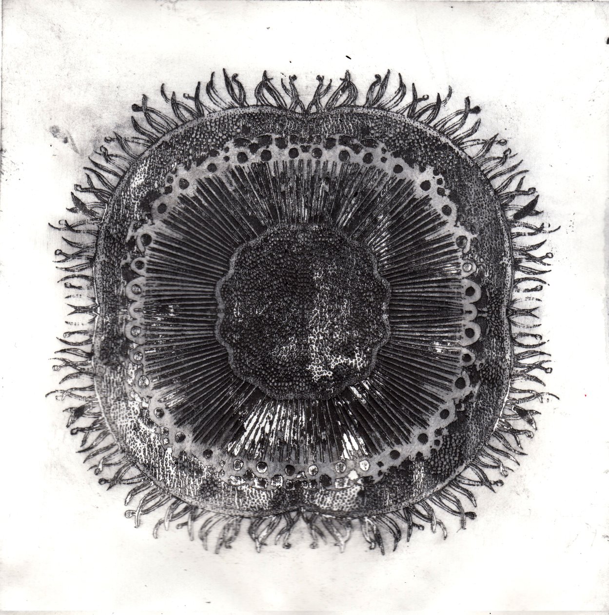 Plant Cells, 2019 (torrpunktsetsning) av Charlotte Orr