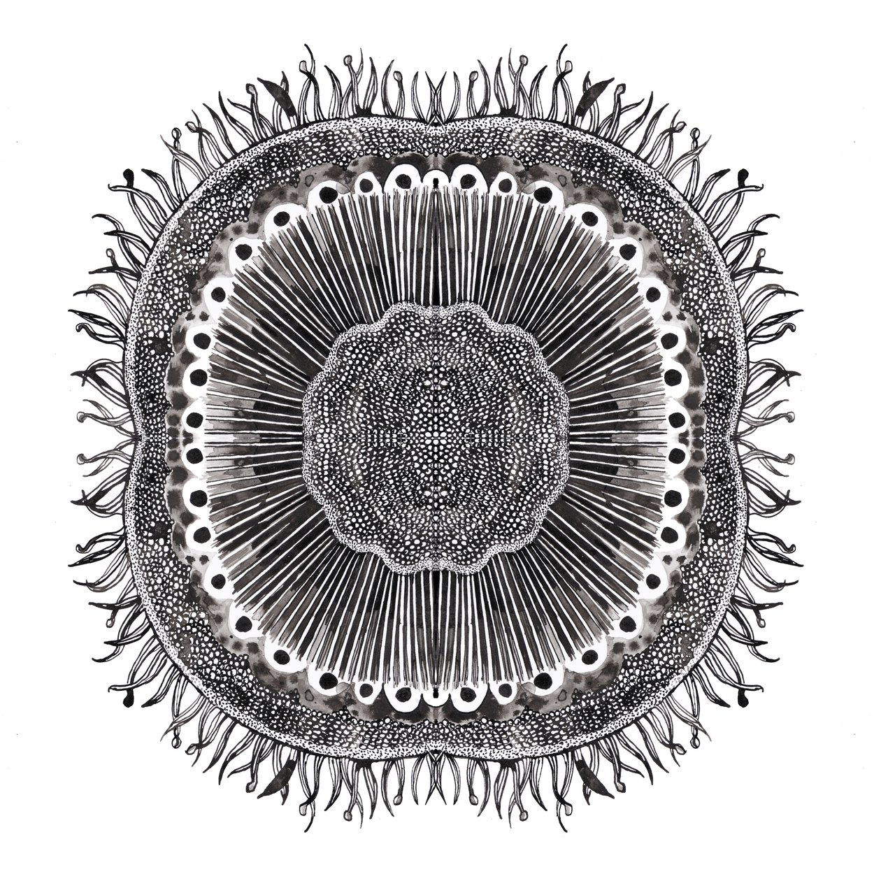 Plant Cells, 2019 (penna och bläck) av Charlotte Orr