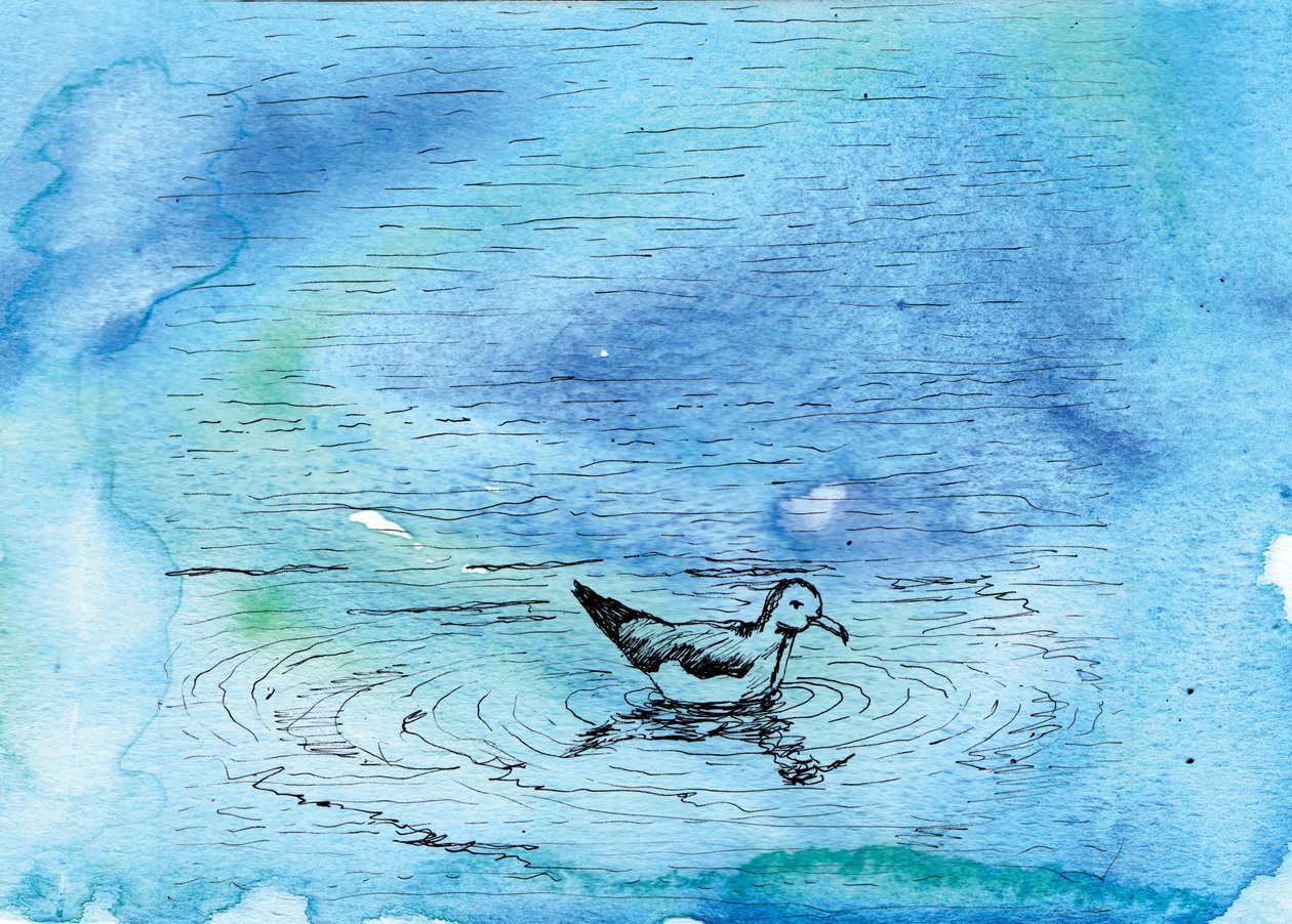 The Seagull