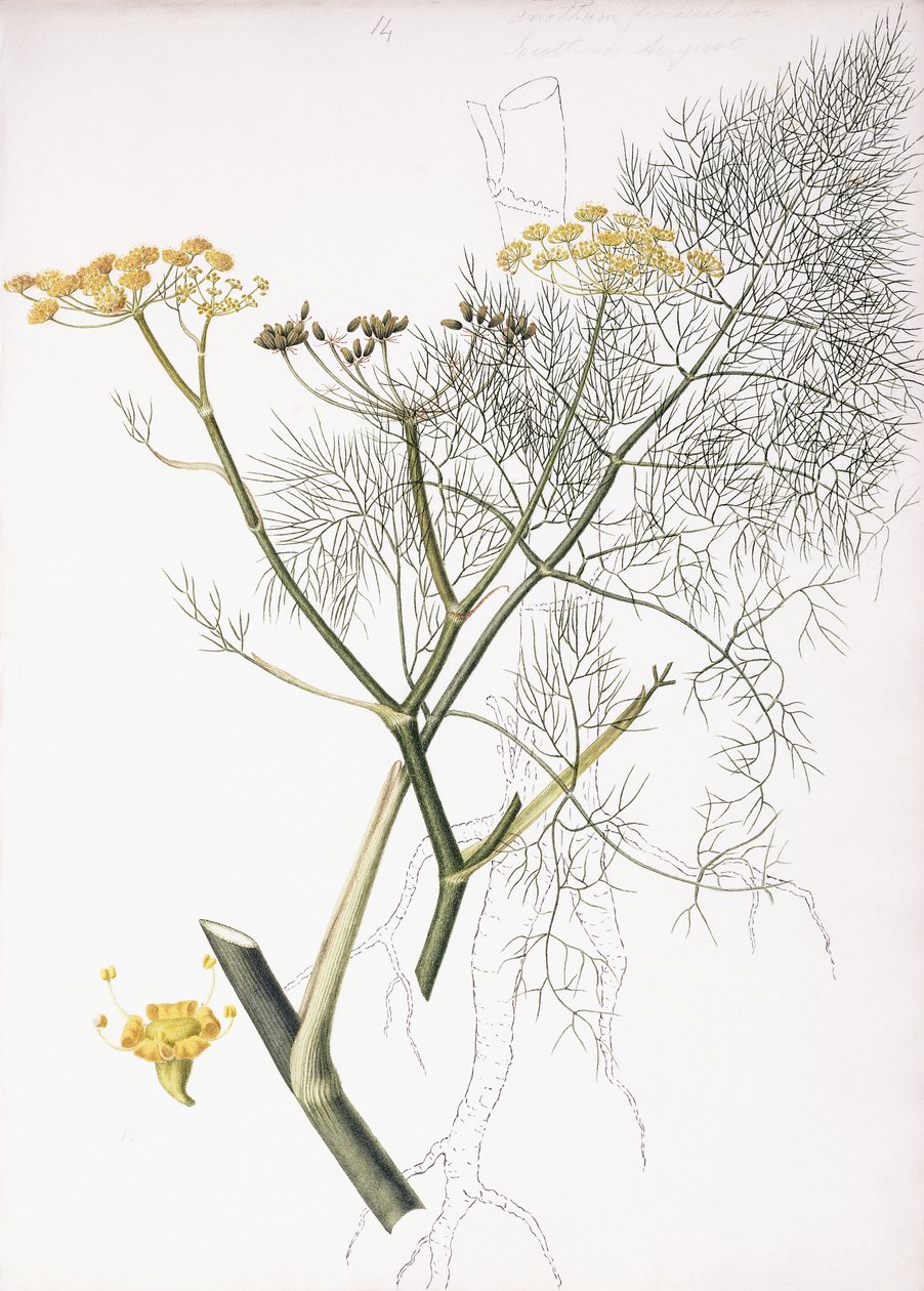 En botanisk studie, 1822-1845 av Charlotte Strickland