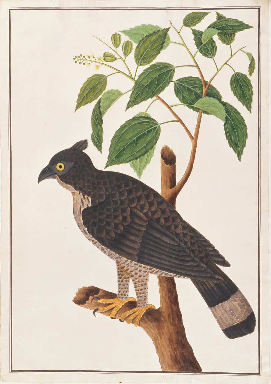 Blyths Hawk Eagle, från Drawings of Birds from Malacca, c.1805-18 (wc på papper) av Chinese School