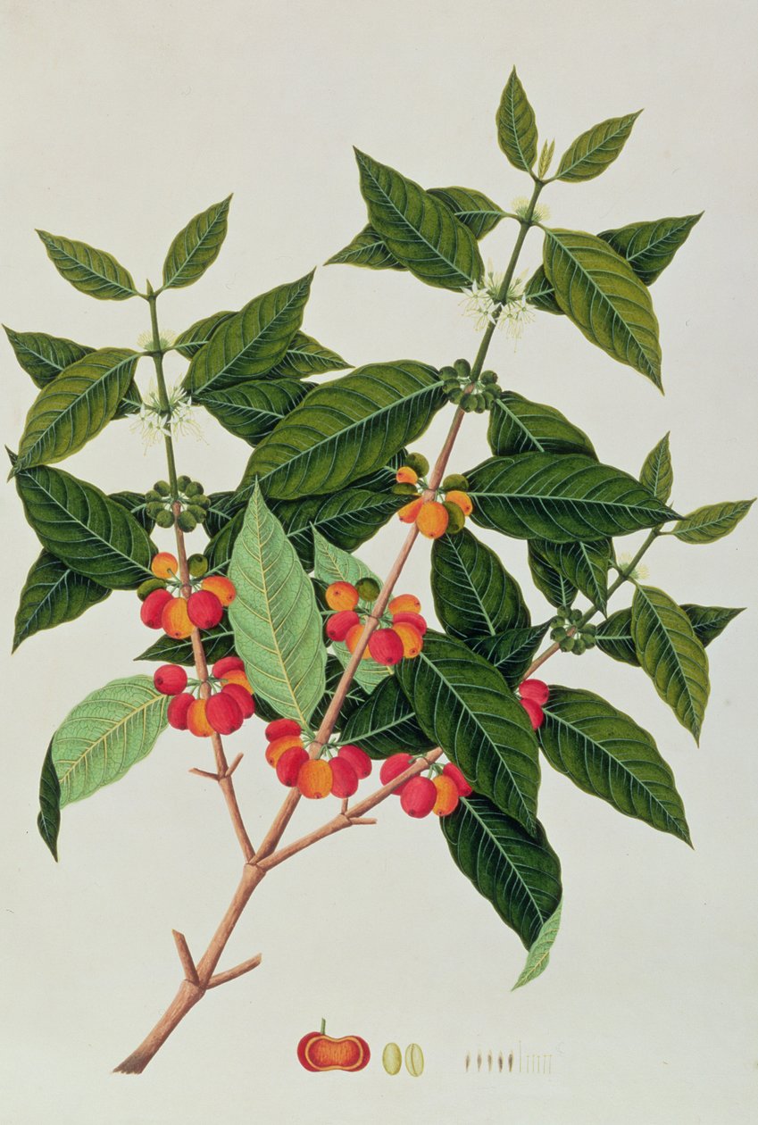 Kaffe, från ritningar av växter från Malacka, ca 1805-18 (wc på papper) av Chinese School