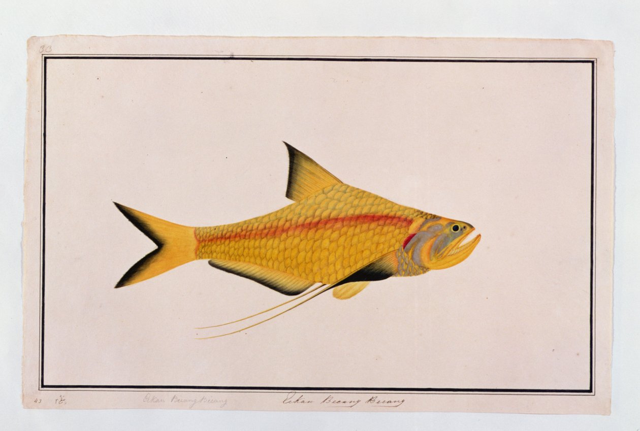 Eekan Bieung Bieung, från Drawings of Fishes from Malacca, c.1805-18 (wc på papper) av Chinese School