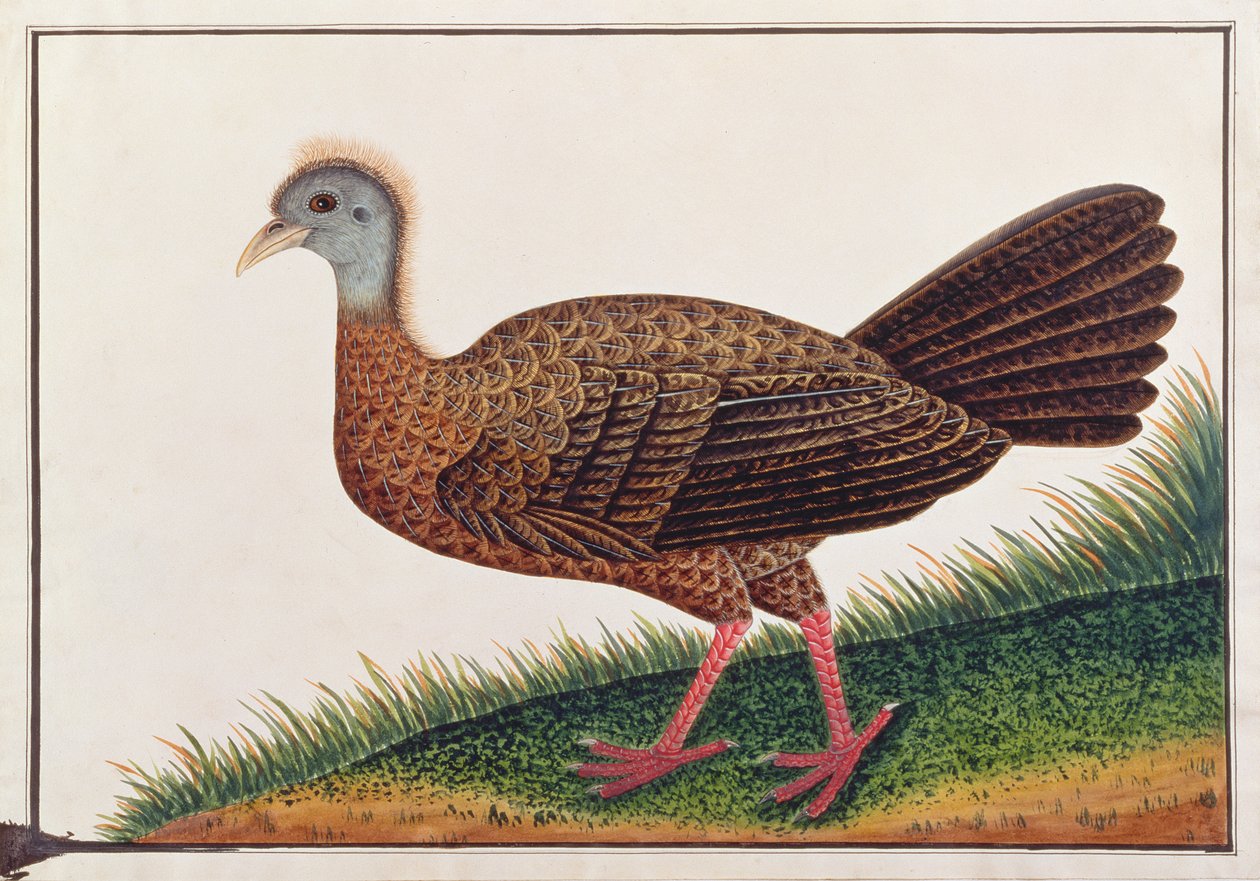 Great Argus, från Drawings of Birds from Malacca, c.1805-18 (wc på papper) av Chinese School