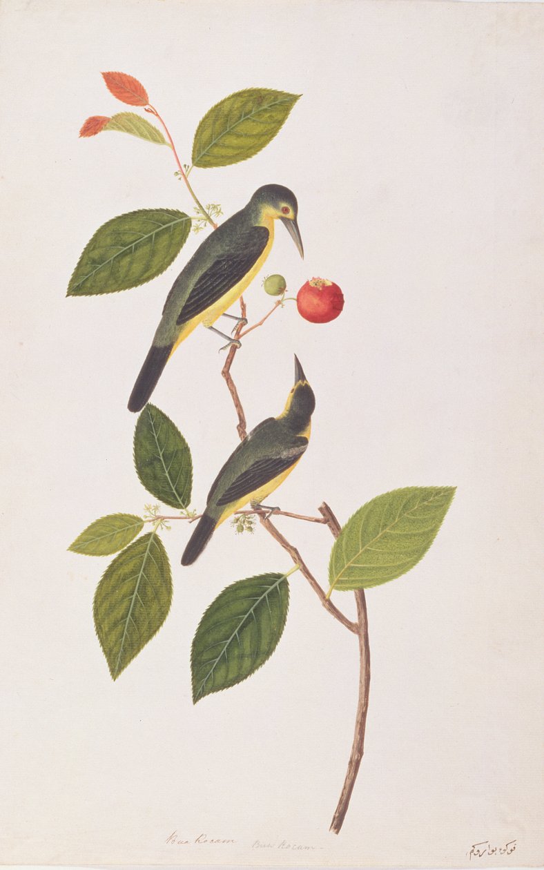Great Iora, från Drawings of Birds from Malacca, c.1805-18 (wc på papper) av Chinese School
