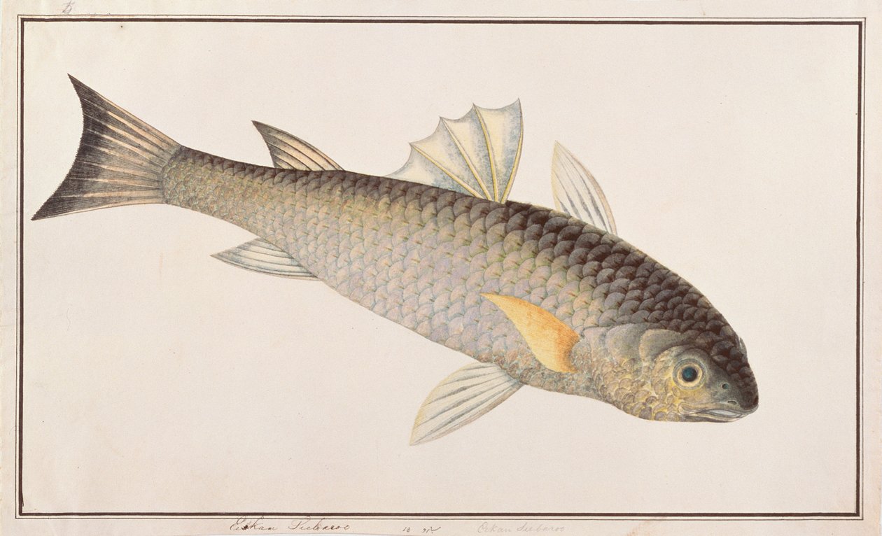 Grey Mullet, från Drawings of Fishes from Malacca, c.1805-18 (wc på papper) av Chinese School