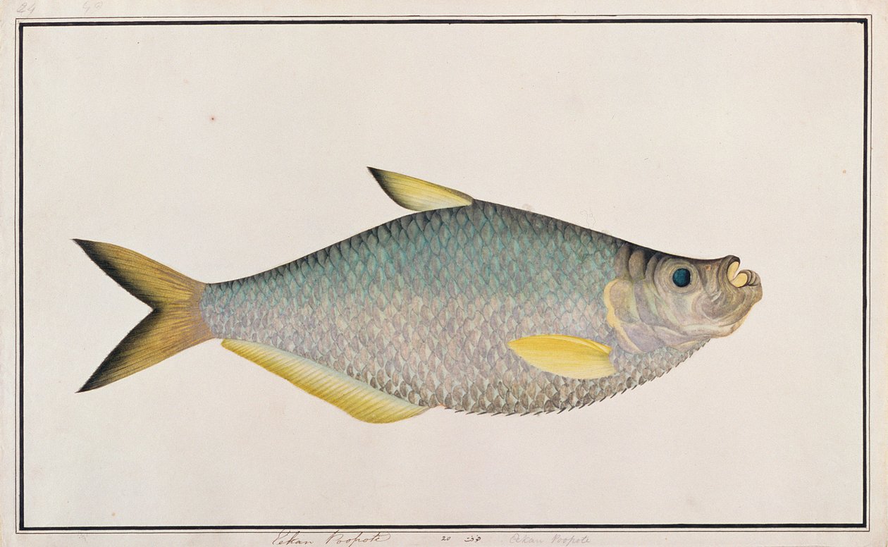 Ilisha, från Drawings of Fishes from Malacca, c.1805-18 (wc på papper) av Chinese School