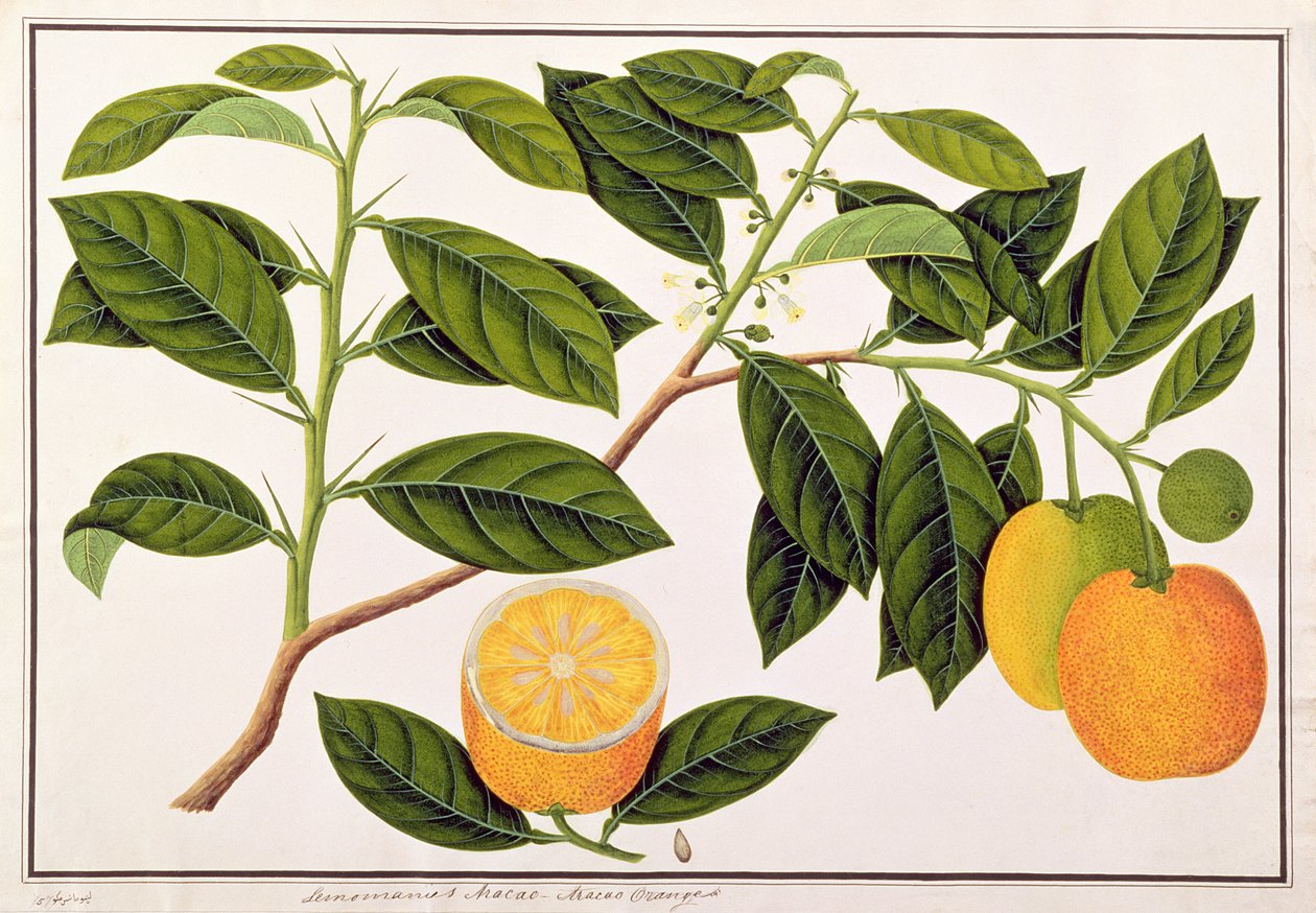 Lemomanies Macao-Macao apelsiner, från teckningar av växter från Malacka, c.1805-18 (wc på papper) av Chinese School