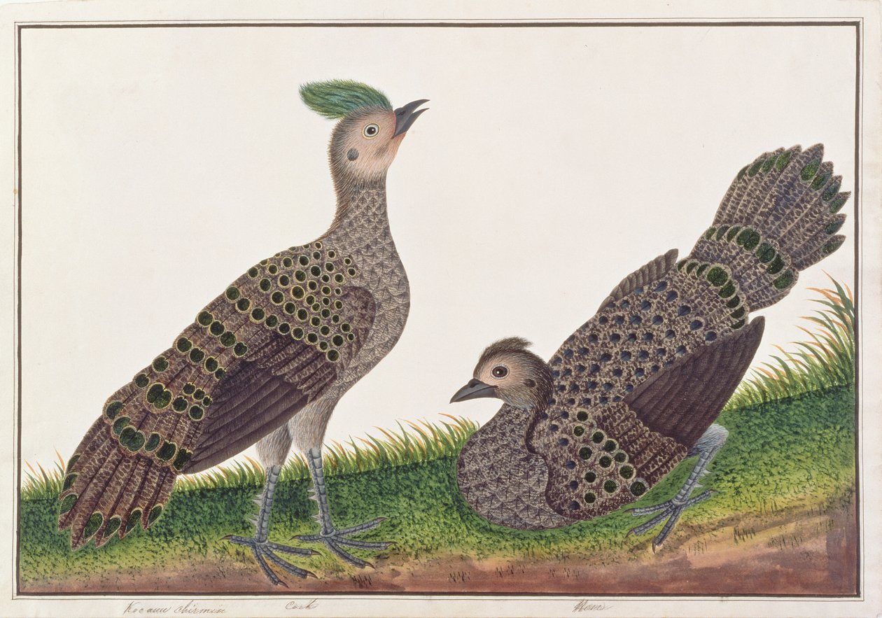 Malayan Peacock-fasaner, från Drawings of Birds from Malacca, c.1805-18 (wc på papper) av Chinese School