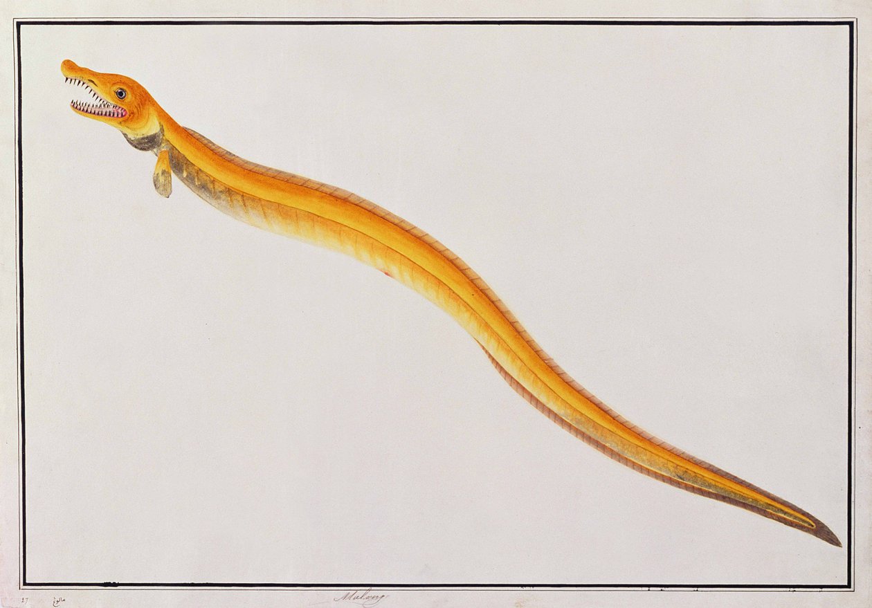 Malong, från teckningar av djur, insekter och reptiler från Malacka, c.1805-18 (wc och gouache på papper) av Chinese School