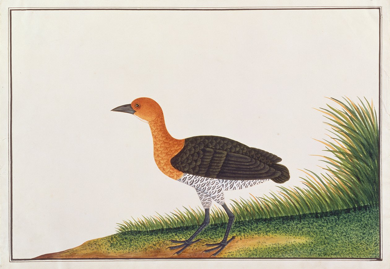 Slaty-legged Crake, från Drawings of Birds from Malacca, c.1805-18 (wc på papper) av Chinese School