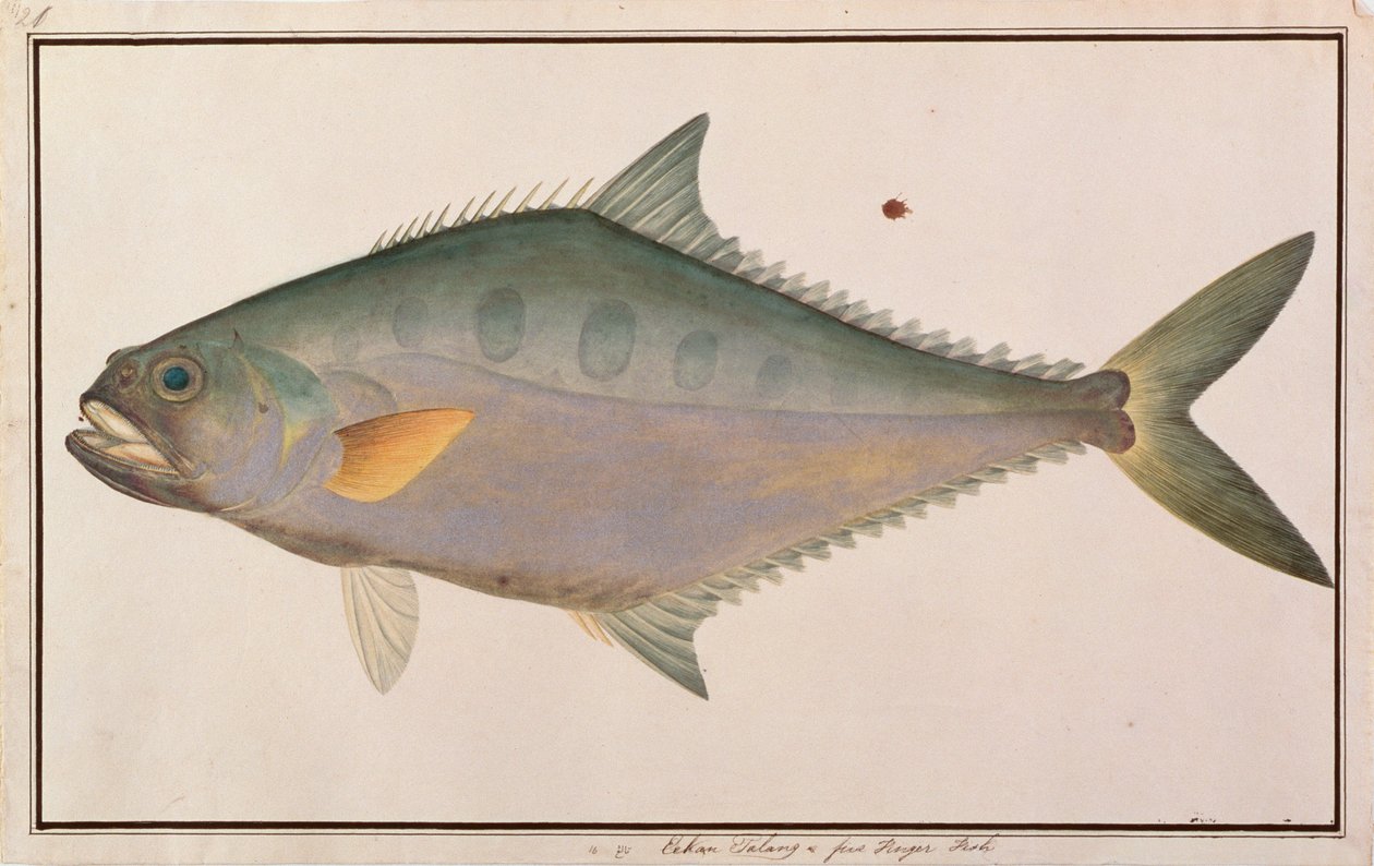 Talang Queenfish, från Drawings of Fishes from Malacca, c.1805-18 (wc på papper) av Chinese School
