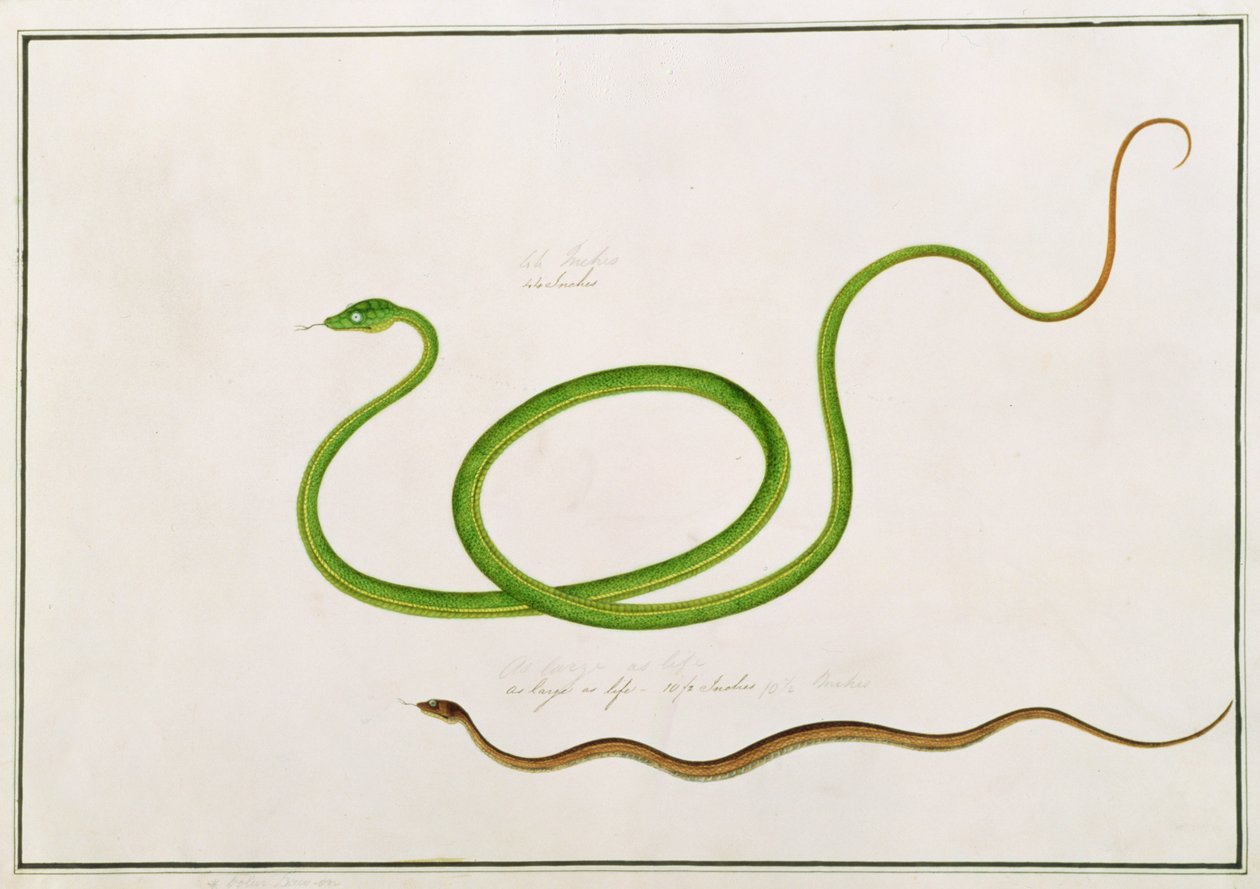 Volun Daw-on, från teckningar av djur, insekter och reptiler från Malacka, c.1805-18 (gouache och wc på papper) av Chinese School