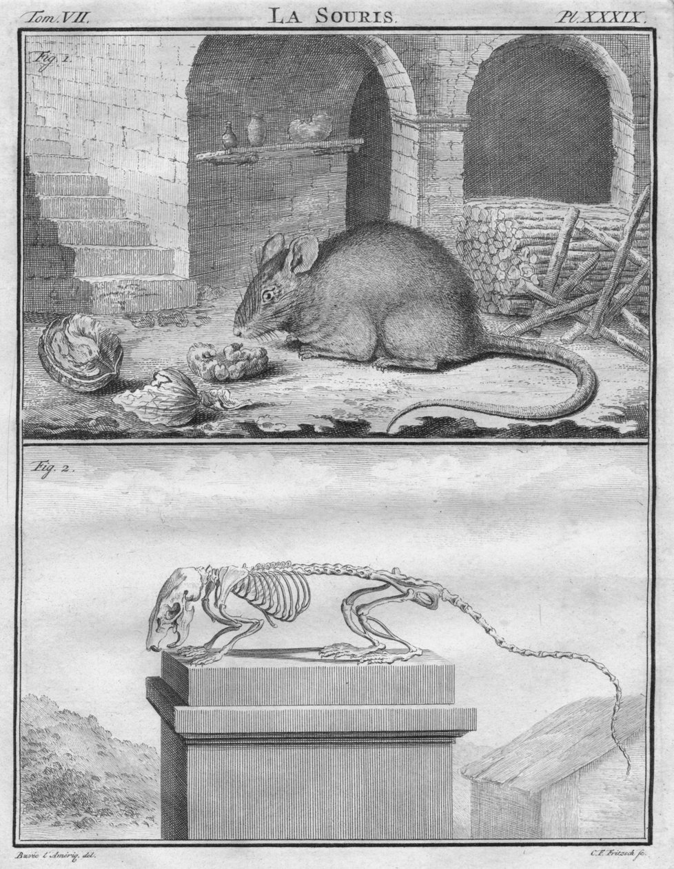 Musen, c1763. av Christian Friedrich Fritzsch