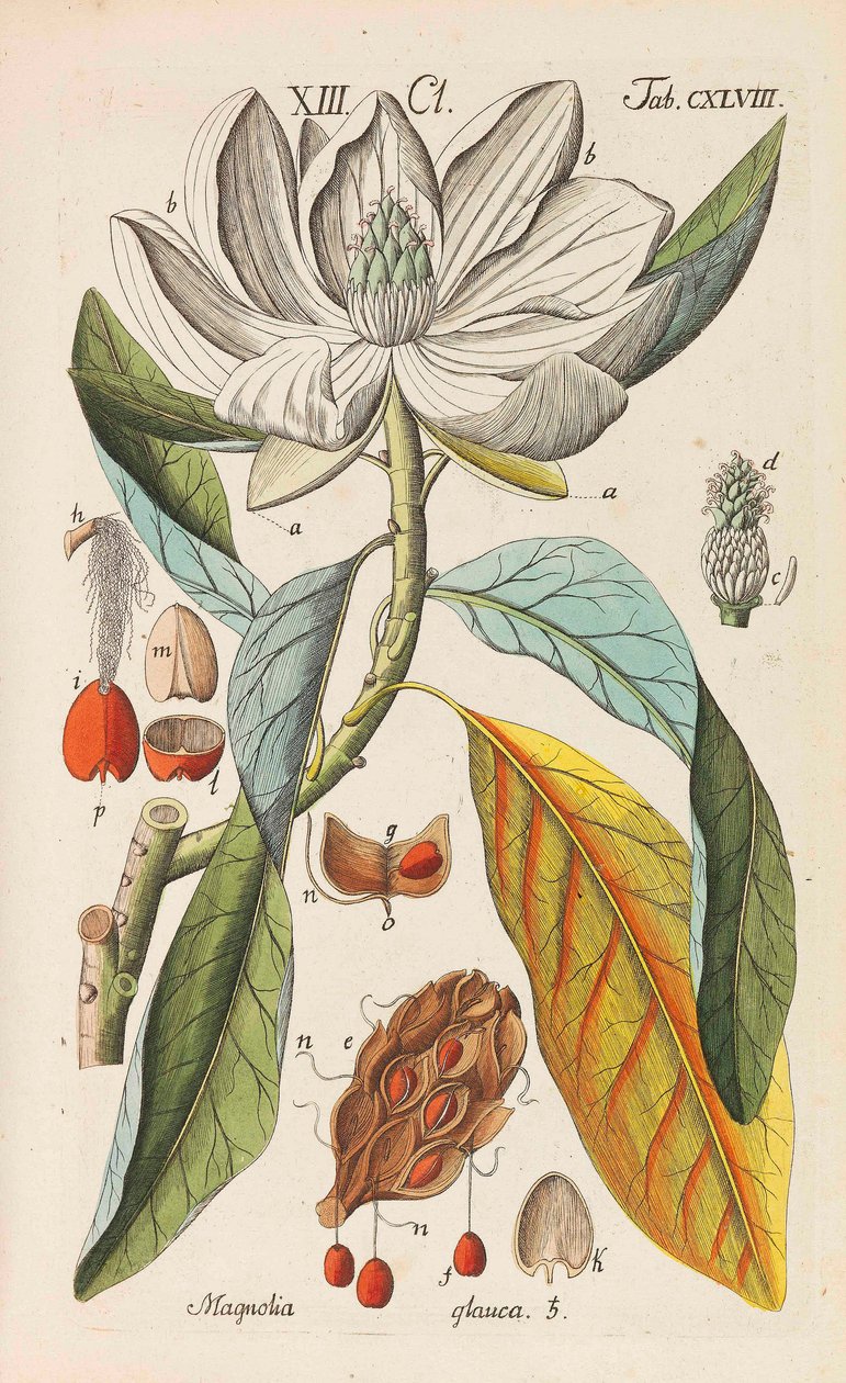 Botanisk handbok, 1808. av Christian Schkuhr