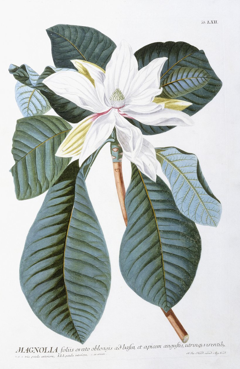 Magnolia, 1750-1773 av Christoph Jacob Trew