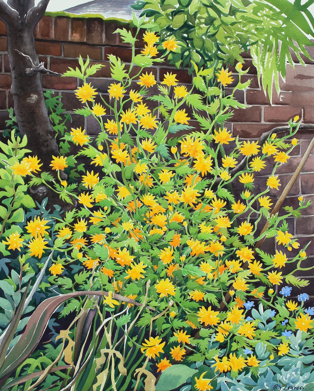 Kerria japonica av Christopher Ryland
