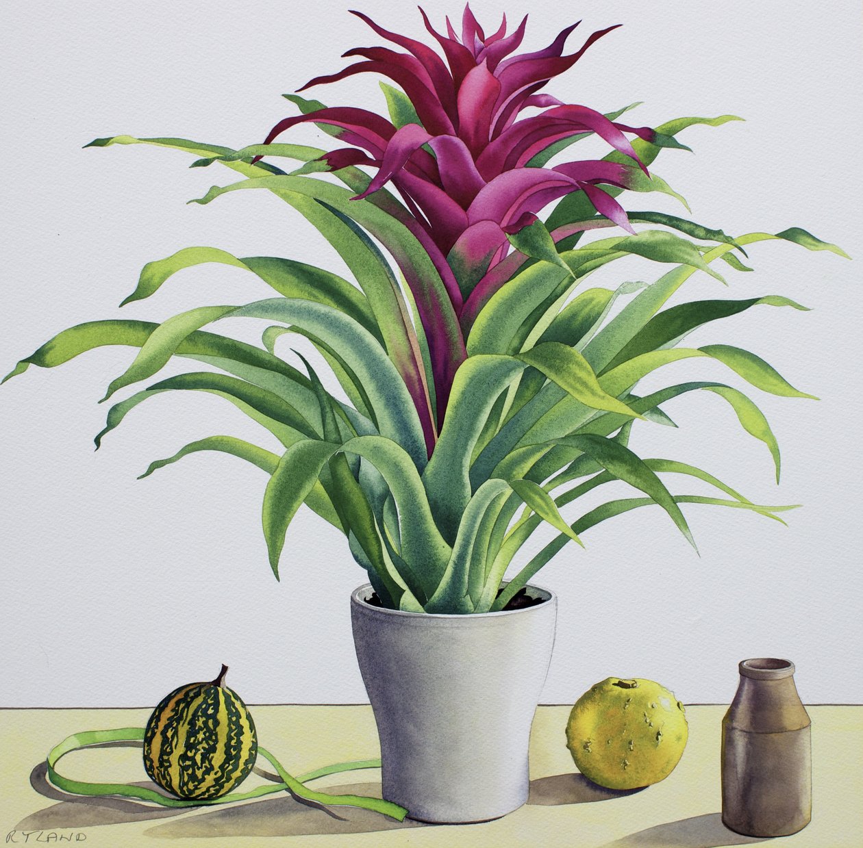 Stilleben med Bromelia (akvarel på papir) swed av Christopher Ryland