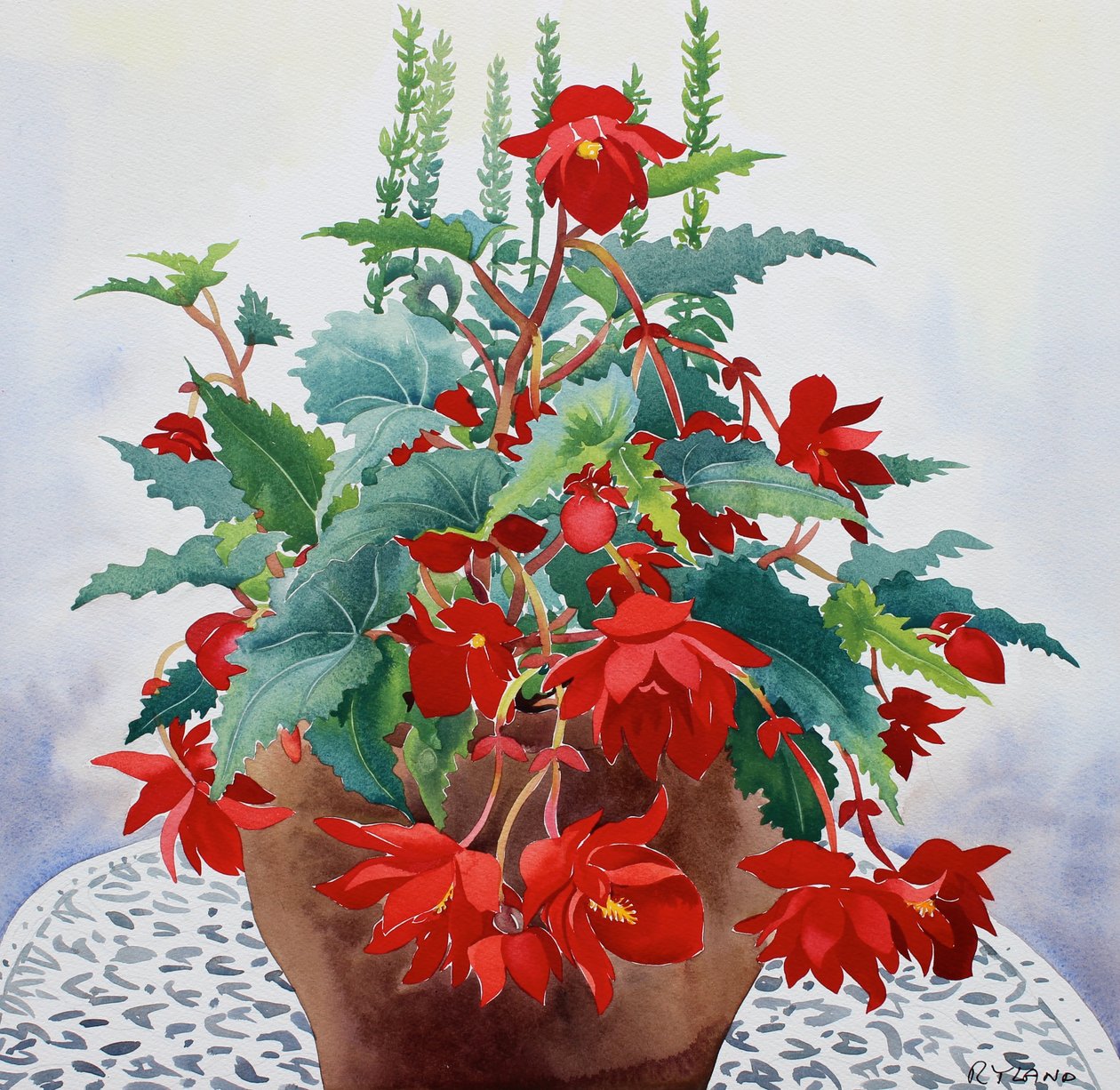 Begonia (akvarell på papper) av Christopher Ryland