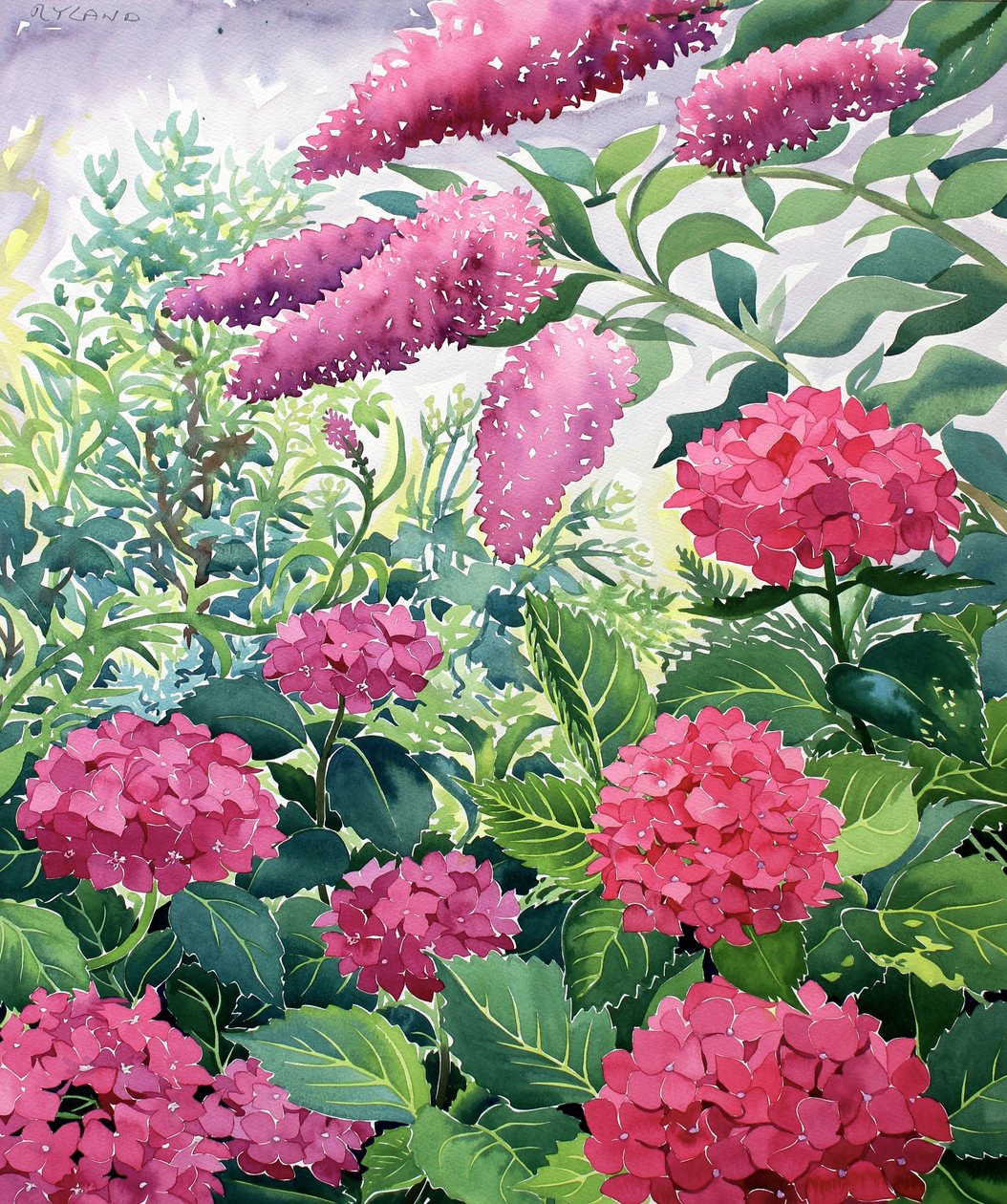 Trädgårdshortensior och Buddleia (akvarell på papper) av Christopher Ryland