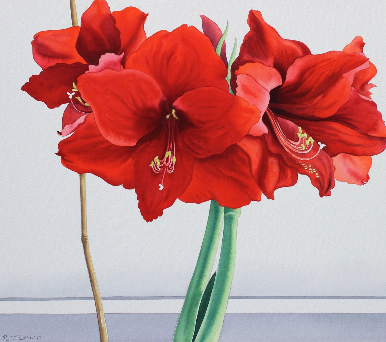 Röd amaryllis (akvarell på papper) av Christopher Ryland